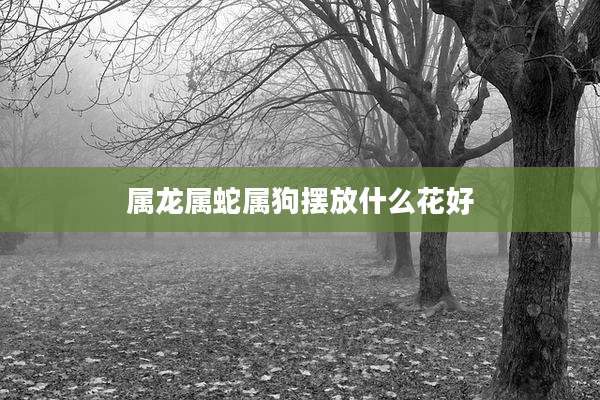 属龙属蛇属狗摆放什么花好