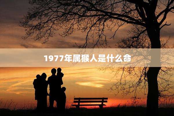 1977年属猴人是什么命