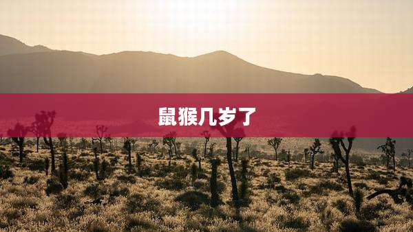 鼠猴几岁了