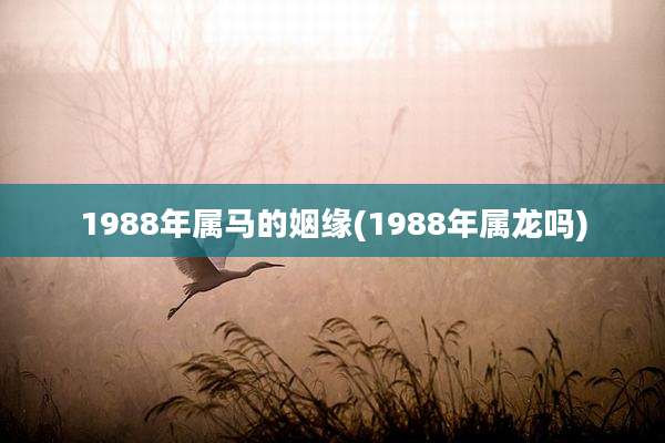 1988年属马的姻缘(1988年属龙吗)