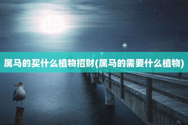 属马的买什么植物招财(属马的需要什么植物)