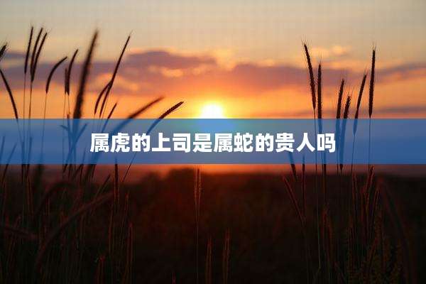 属虎的上司是属蛇的贵人吗