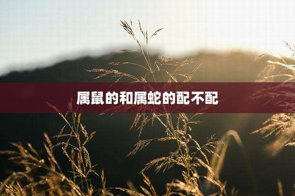 属鼠的和属蛇的配不配