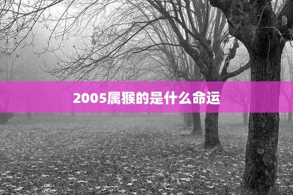 2005属猴的是什么命运