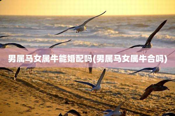 男属马女属牛能婚配吗(男属马女属牛合吗)