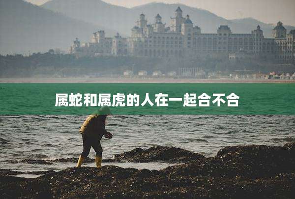 属蛇和属虎的人在一起合不合
