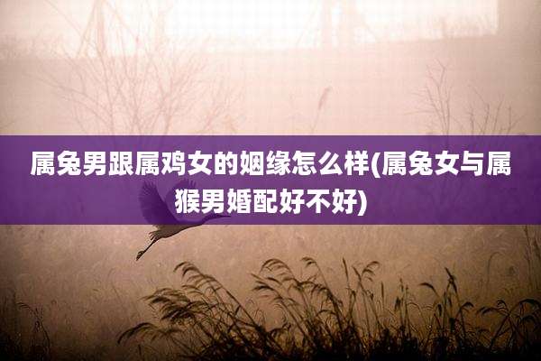 属兔男跟属鸡女的姻缘怎么样(属兔女与属猴男婚配好不好)