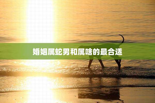 婚姻属蛇男和属啥的最合适