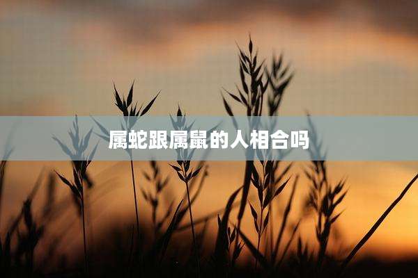 属蛇跟属鼠的人相合吗