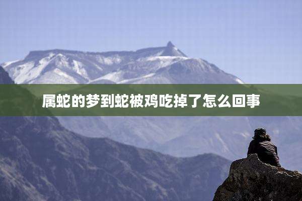 属蛇的梦到蛇被鸡吃掉了怎么回事