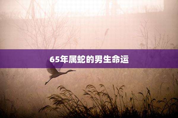65年属蛇的男生命运