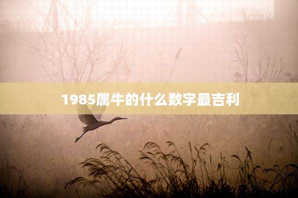1985属牛的什么数字最吉利