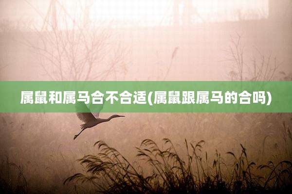 属鼠和属马合不合适(属鼠跟属马的合吗)
