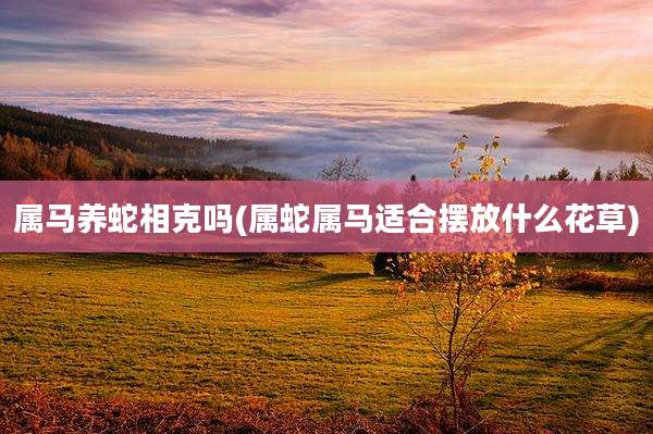 属马养蛇相克吗(属蛇属马适合摆放什么花草)