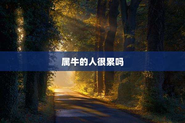 属牛的人很累吗