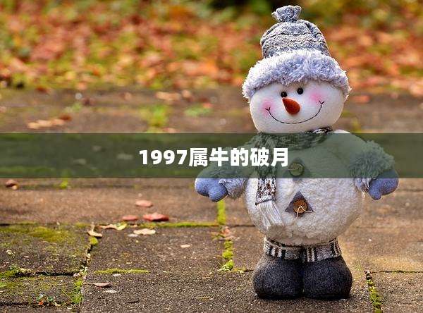 1997属牛的破月