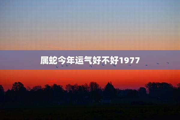 属蛇今年运气好不好1977