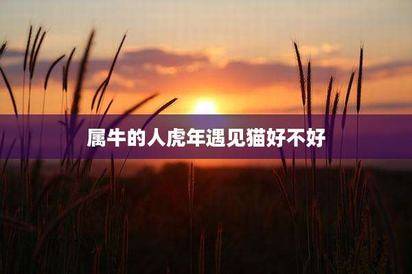 属牛的人虎年遇见猫好不好