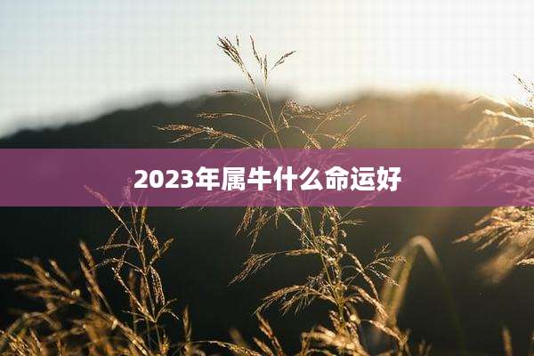 2023年属牛什么命运好