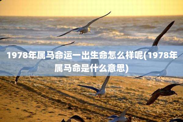 1978年属马命运一出生命怎么样呢(1978年属马命是什么意思)