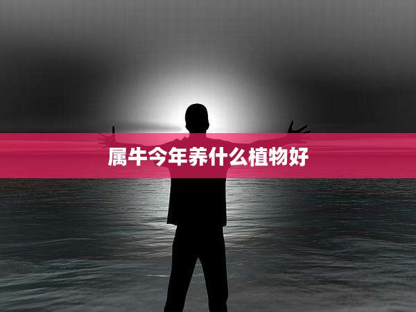 属牛今年养什么植物好