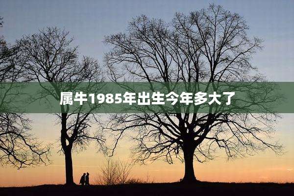 属牛1985年出生今年多大了
