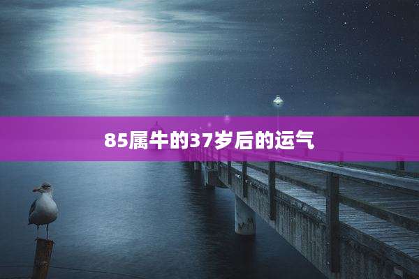 85属牛的37岁后的运气