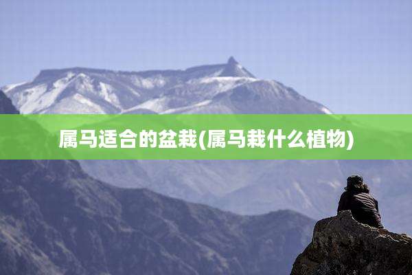 属马适合的盆栽(属马栽什么植物)