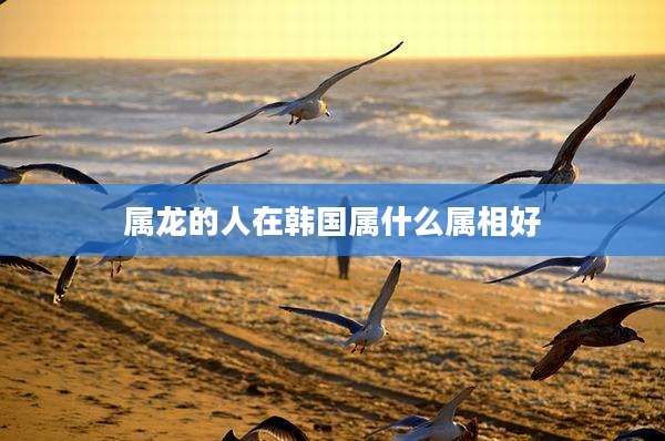 属龙的人在韩国属什么属相好