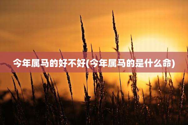 今年属马的好不好(今年属马的是什么命)