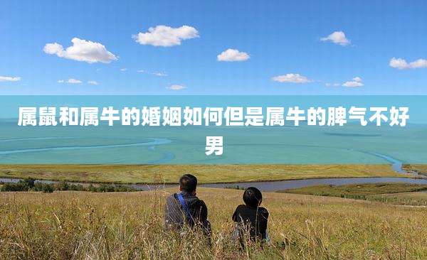 属鼠和属牛的婚姻如何但是属牛的脾气不好男