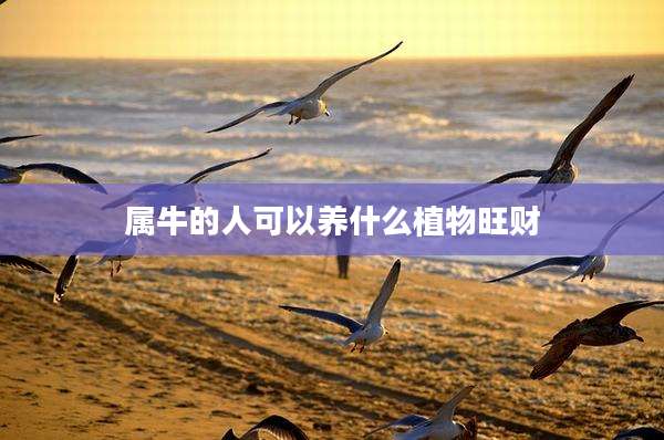 属牛的人可以养什么植物旺财