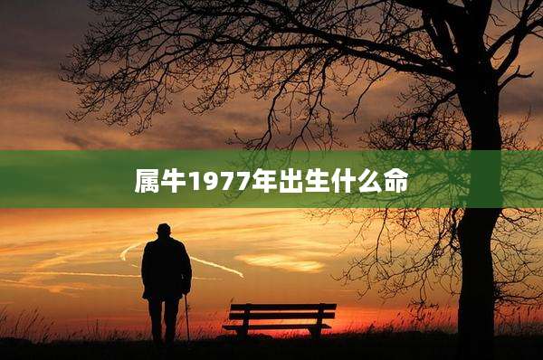 属牛1977年出生什么命