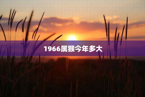 1966属猴今年多大