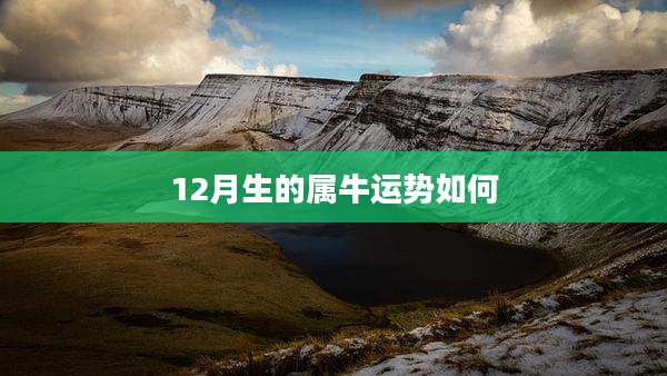 12月生的属牛运势如何