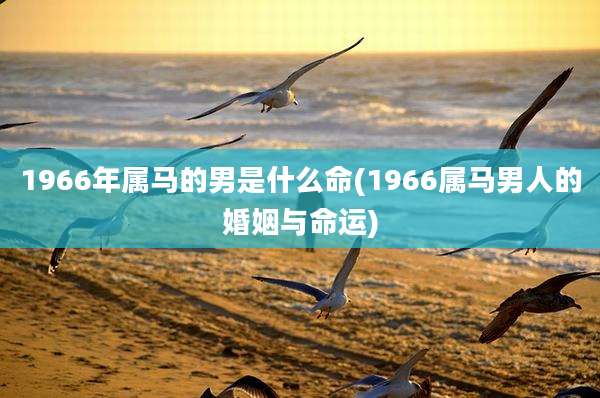 1966年属马的男是什么命(1966属马男人的婚姻与命运)