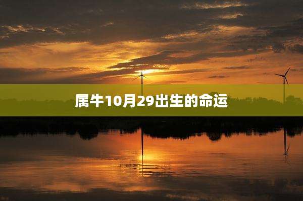 属牛10月29出生的命运