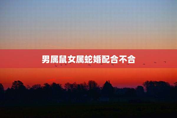 男属鼠女属蛇婚配合不合