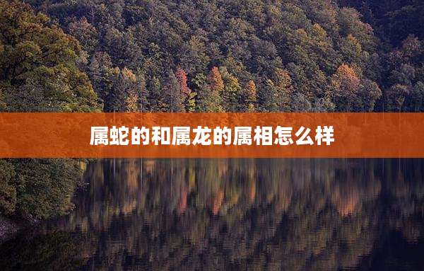 属蛇的和属龙的属相怎么样