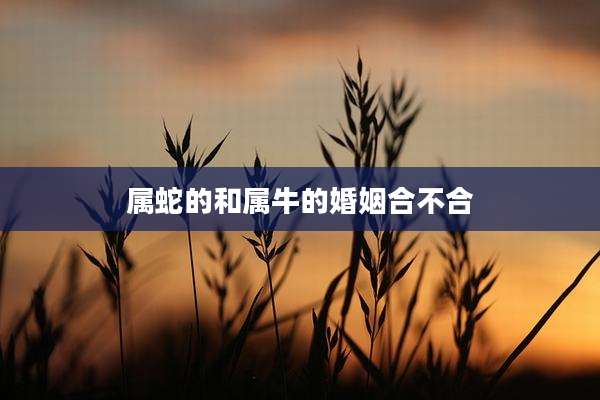 属蛇的和属牛的婚姻合不合