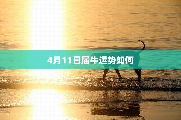 4月11日属牛运势如何