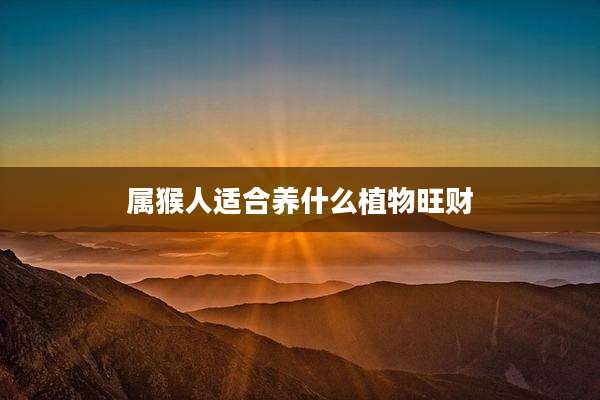 属猴人适合养什么植物旺财