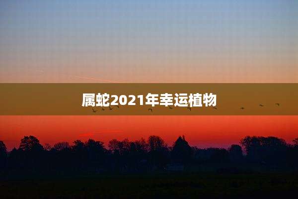 属蛇2021年幸运植物