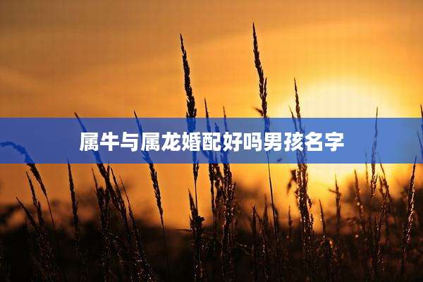 属牛与属龙婚配好吗男孩名字