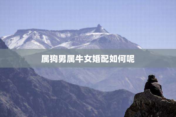 属狗男属牛女婚配如何呢