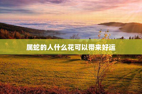 属蛇的人什么花可以带来好运