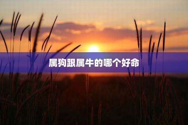 属狗跟属牛的哪个好命