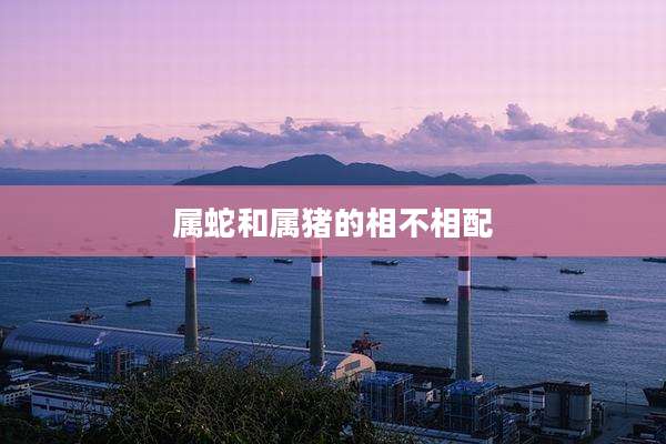 属蛇和属猪的相不相配