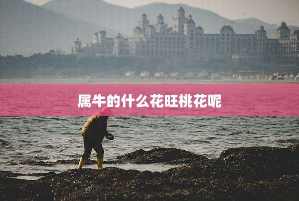 属牛的什么花旺桃花呢