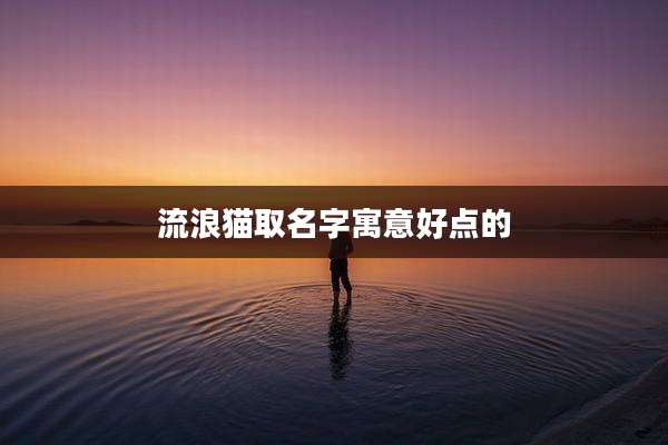 流浪猫取名字寓意好点的